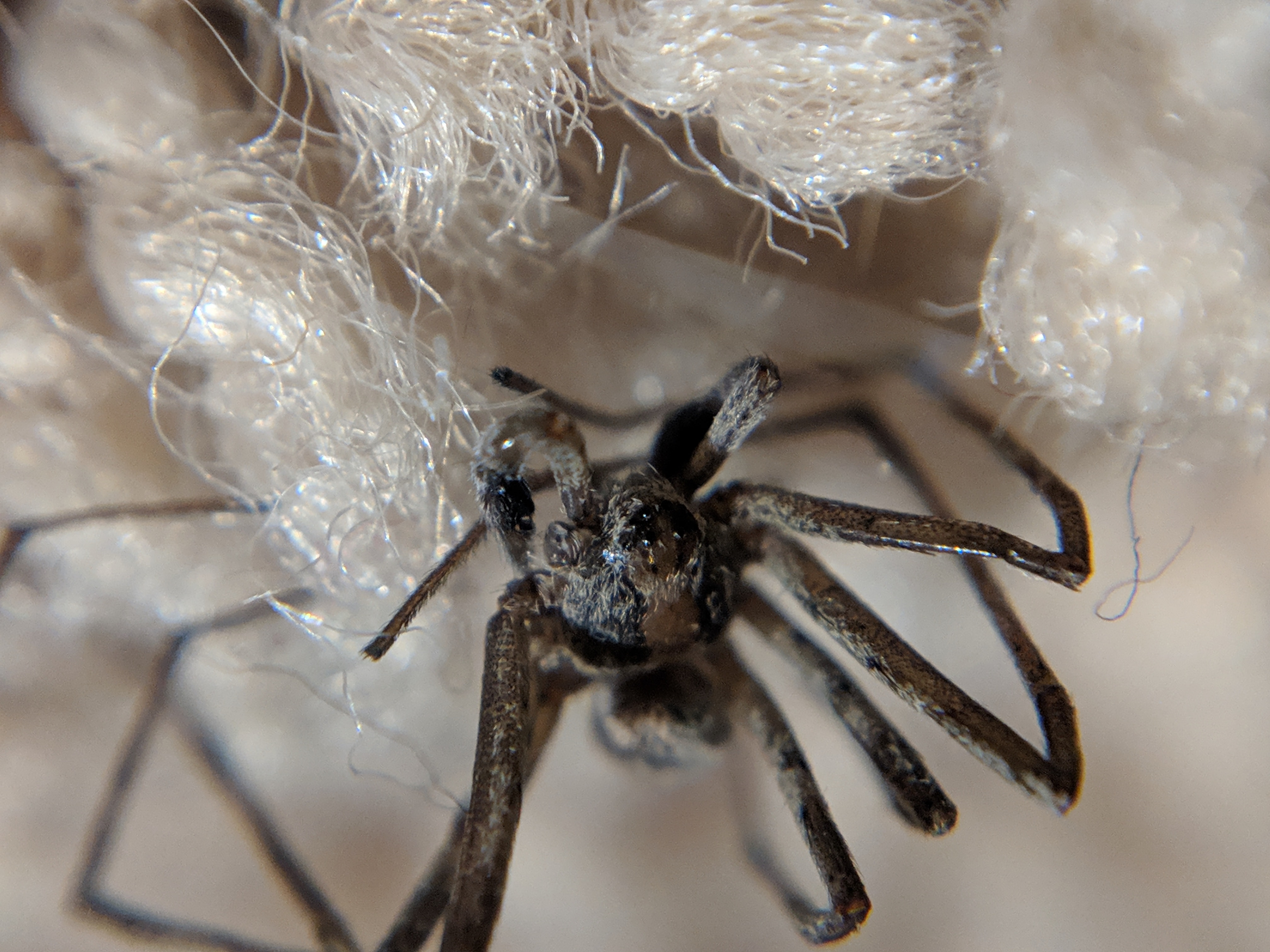 Picture of Philodromidae (Running Crab Spiders) - Male - Eyes