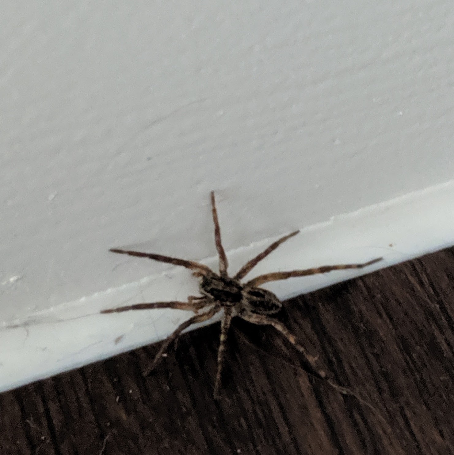 Picture of Schizocosa (Lanceolate Wolf Spiders) - Dorsal