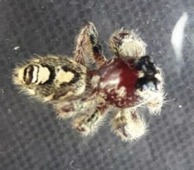 Picture of Hyllus diardi (Heavy Jumping Spider) - Dorsal