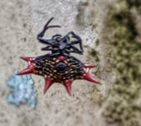 Picture of Gasteracantha cancriformis (Spiny-backed Orb-weaver) - Ventral
