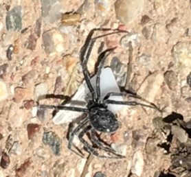 Picture of Latrodectus spp. (Widow Spiders) - Female - Dorsal