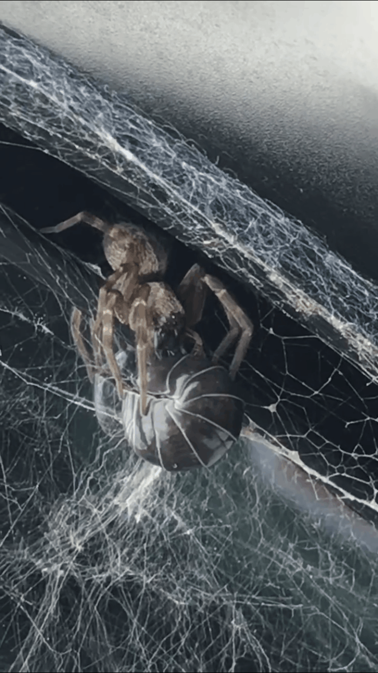 Picture of Badumna longinqua (Grey House Spider) - Dorsal,Webs