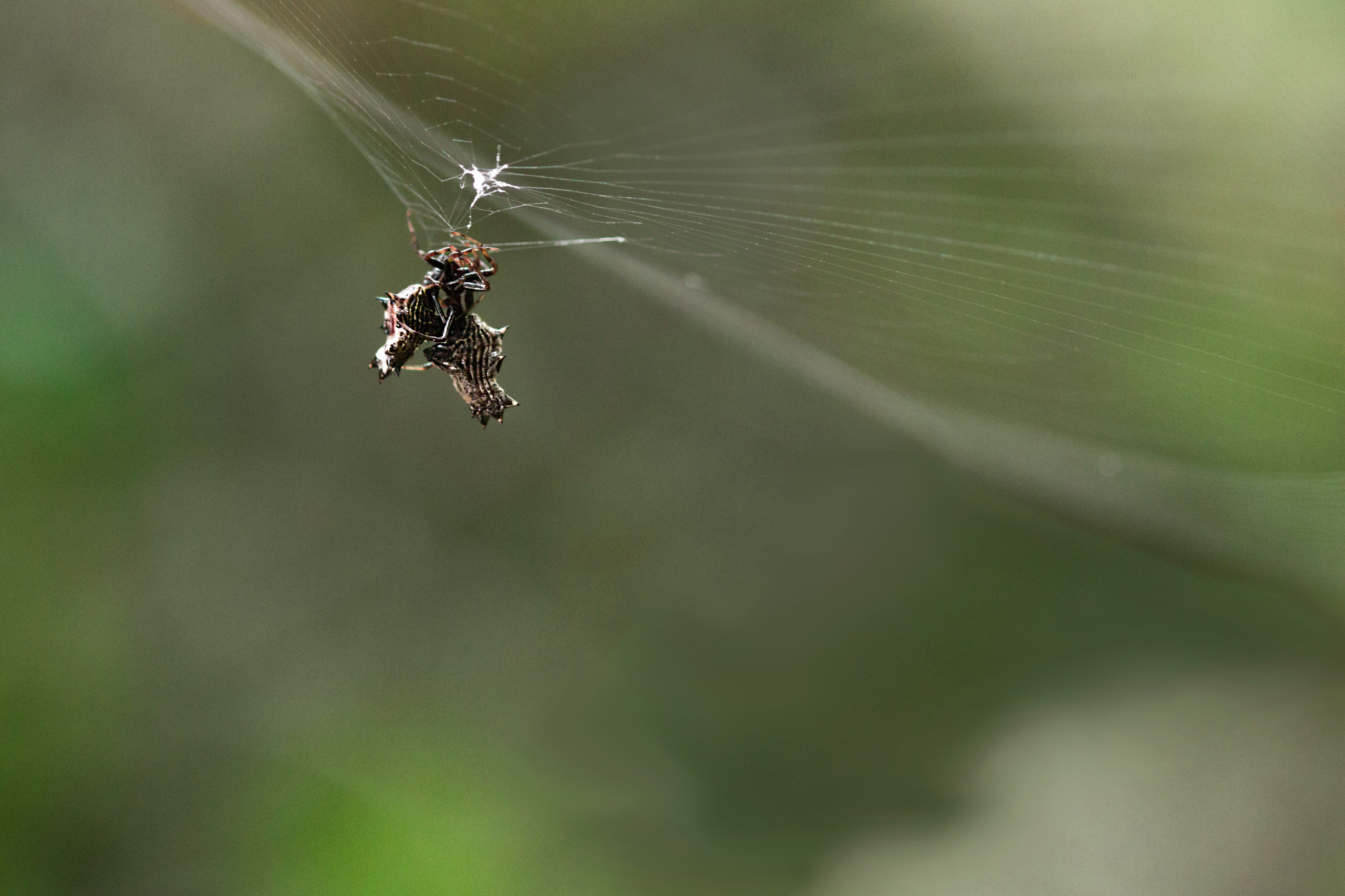 Picture of Micrathena gracilis (Spined Micrathena) - Female - Lateral,Webs