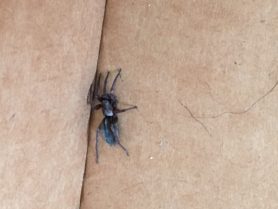 Picture of Scotophaeus blackwalli (Mouse Spider) - Lateral