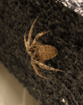 Picture of Larinioides spp. (Furrow Spiders) - Dorsal