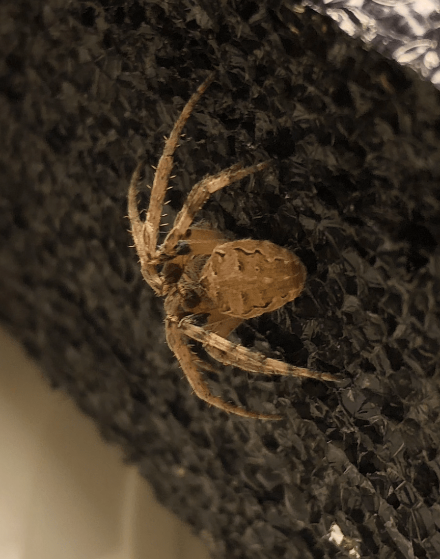 Picture of Larinioides (Furrow Spiders) - Dorsal