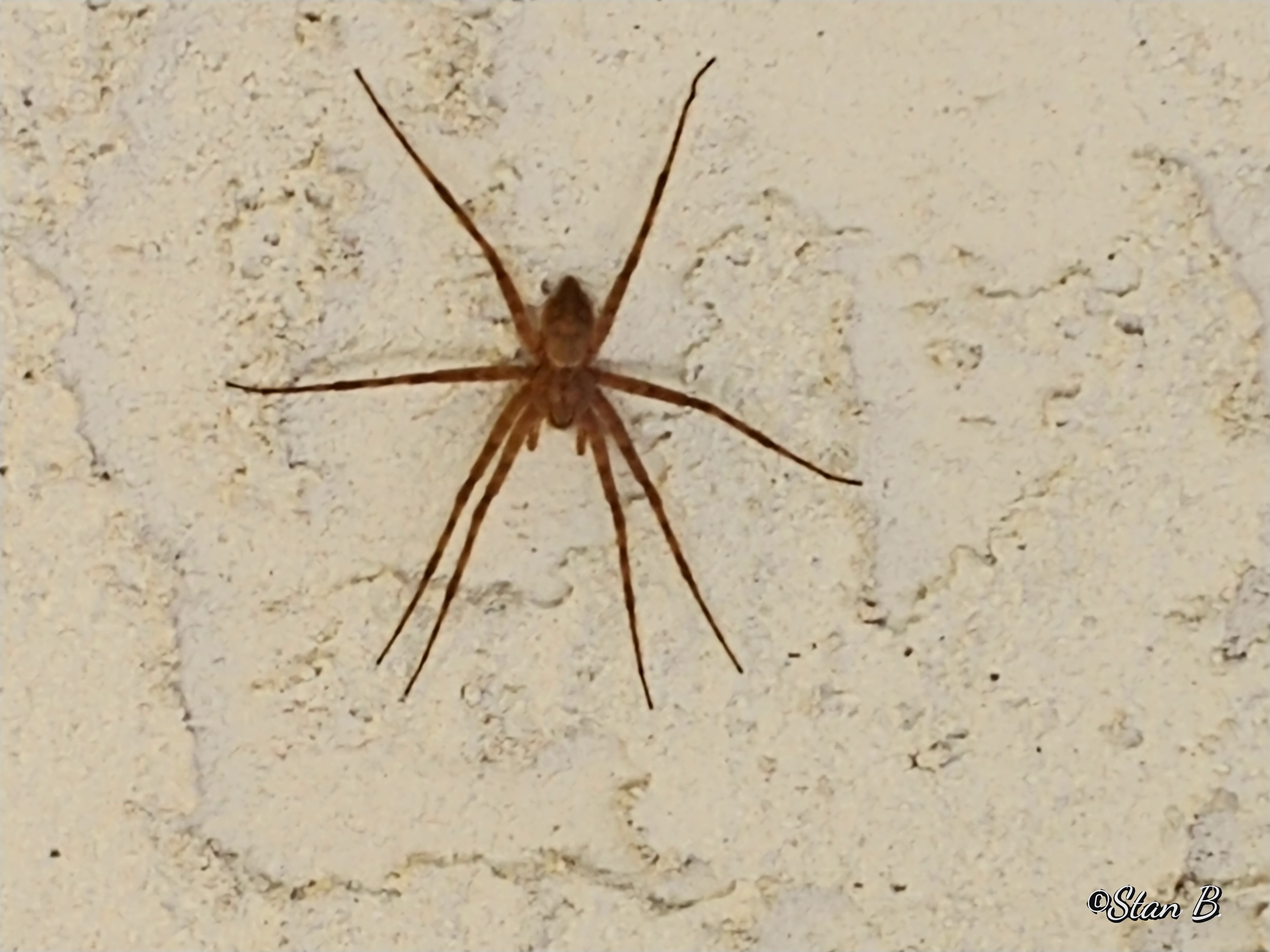 Picture of Dolomedes albineus (White-banded Fishing Spider) - Male - Dorsal