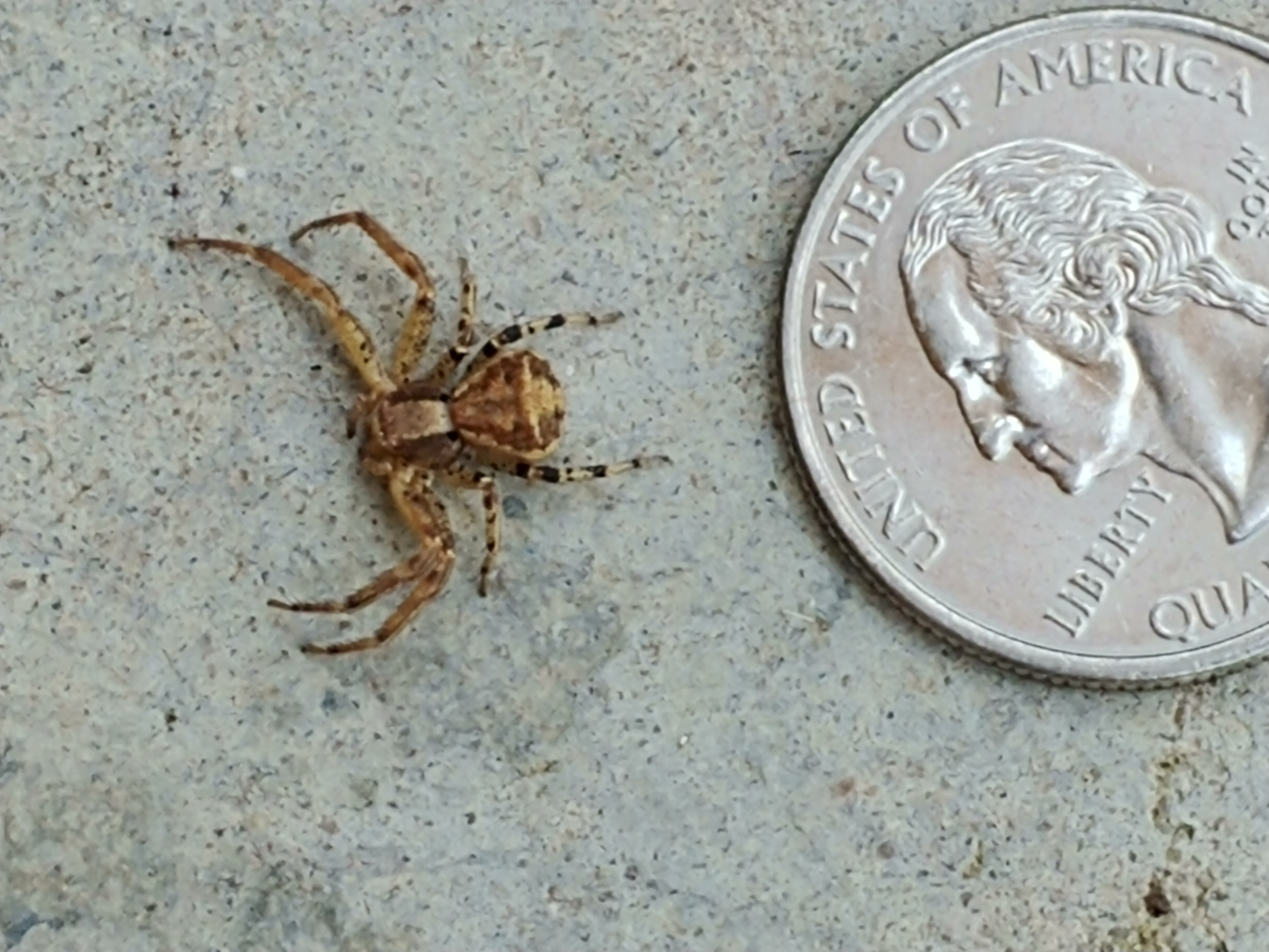 ground crab spider poisonous