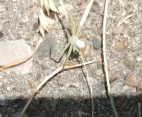 Picture of Misumessus oblongus (American Green Crab Spider) - Dorsal
