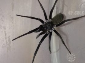 Picture of Kukulcania hibernalis (Southern House Spider) - Female - Dorsal
