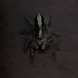 Featured spider picture of Megafreya sutrix