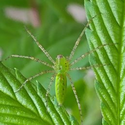 Featured spider picture of Peucetia viridans (Green Lynx Spider)