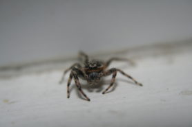 Picture of Platycryptus undatus (Tan Jumping Spider) - Eyes