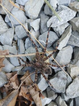 Picture of Dolomedes tenebrosus (Dark Fishing Spider) - Female - Dorsal,Egg sacs
