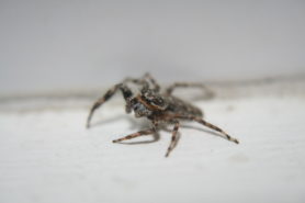 Picture of Platycryptus undatus (Tan Jumping Spider) - Lateral