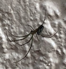 Picture of Leucauge argyra - Lateral