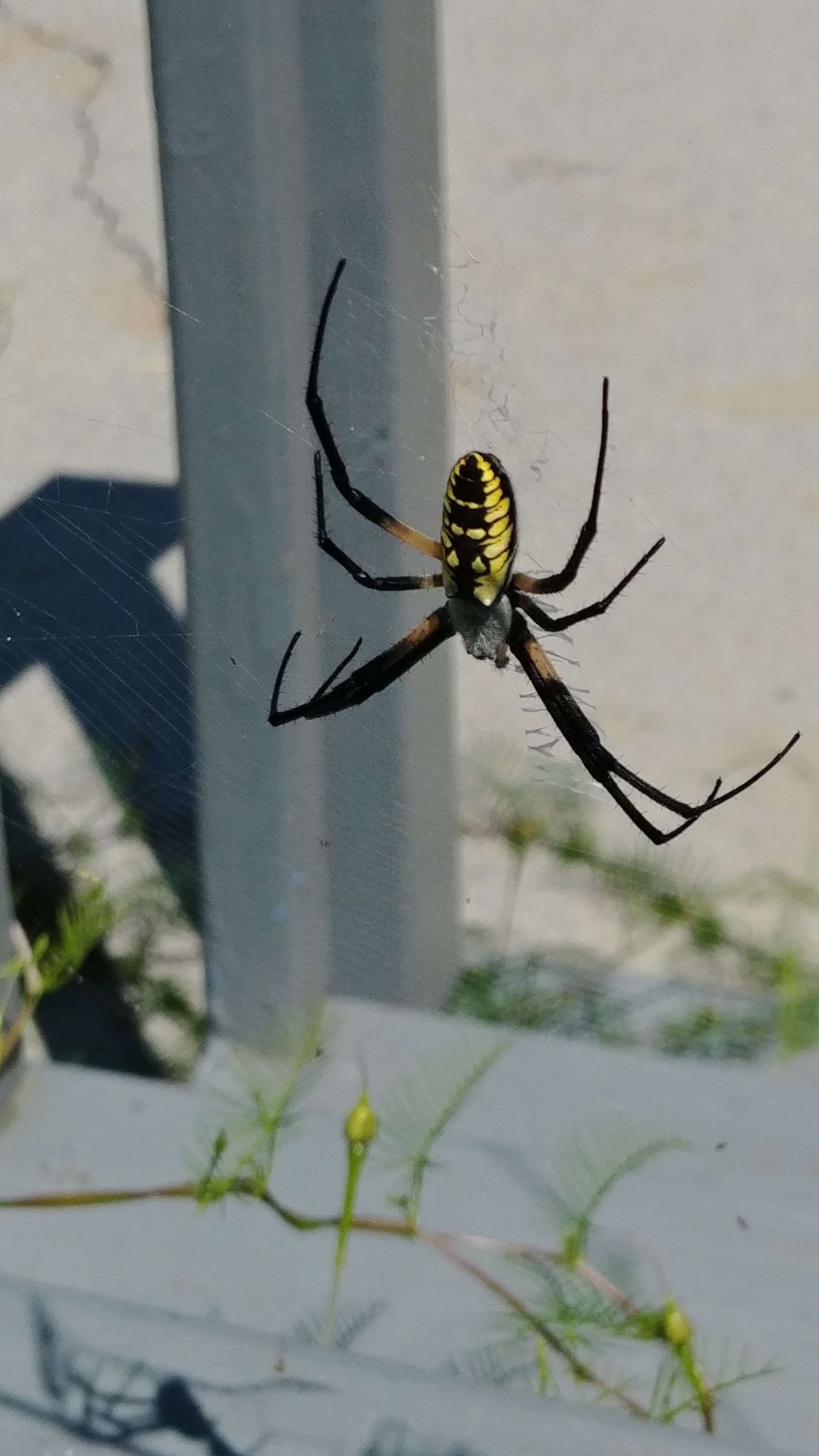 Picture of Argiope aurantia (Black and Yellow Garden Spider) - Dorsal,Webs