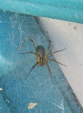 Picture of Agelenopsis spp. (Grass Spiders) - Dorsal,Webs