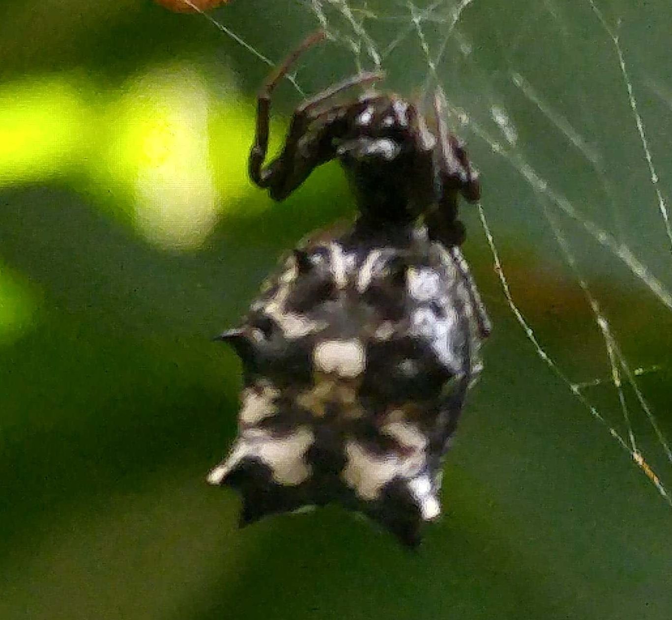 Picture of Micrathena gracilis (Spined Micrathena) - Female - Dorsal,Webs