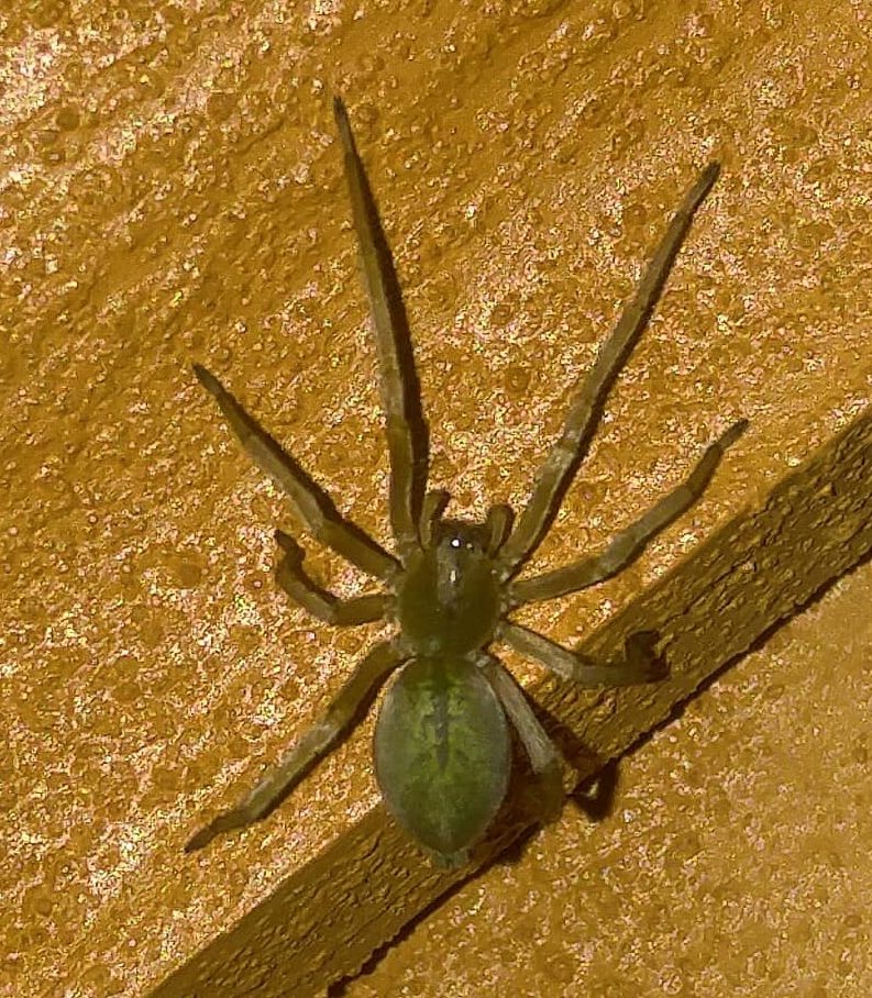 Picture of Cheiracanthiidae (Prowling Spiders) - Dorsal