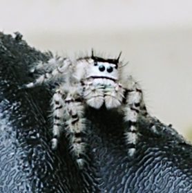 Picture of Phidippus spp. - Eyes