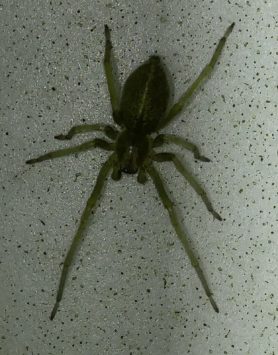 Picture of Cheiracanthiidae (Prowling Spiders) - Male - Dorsal