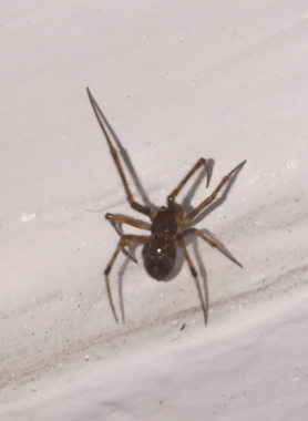 Picture of Parasteatoda tepidariorum (Common House Spider) - Male - Dorsal
