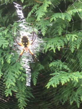 Picture of Argiope aurantia (Black and Yellow Garden Spider) - Female - Dorsal,Webs