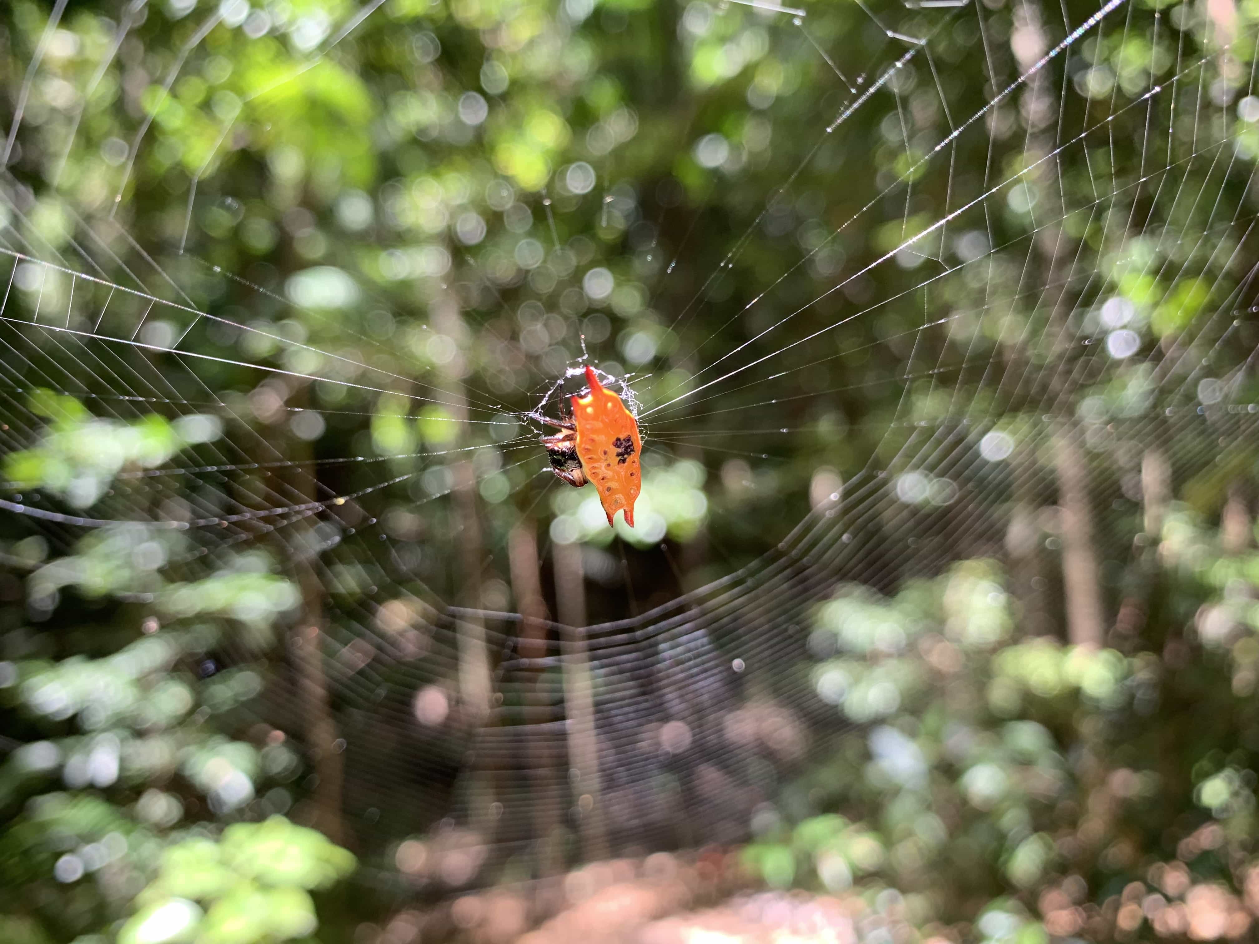 Picture of Gasteracantha quadrispinosa (Four-spined Jewel Spider) - Dorsal,Webs