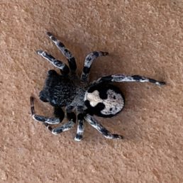 Featured spider picture of Loureedia colleni