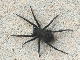 Picture of Tigrosa spp. - Female - Dorsal,Spiderlings