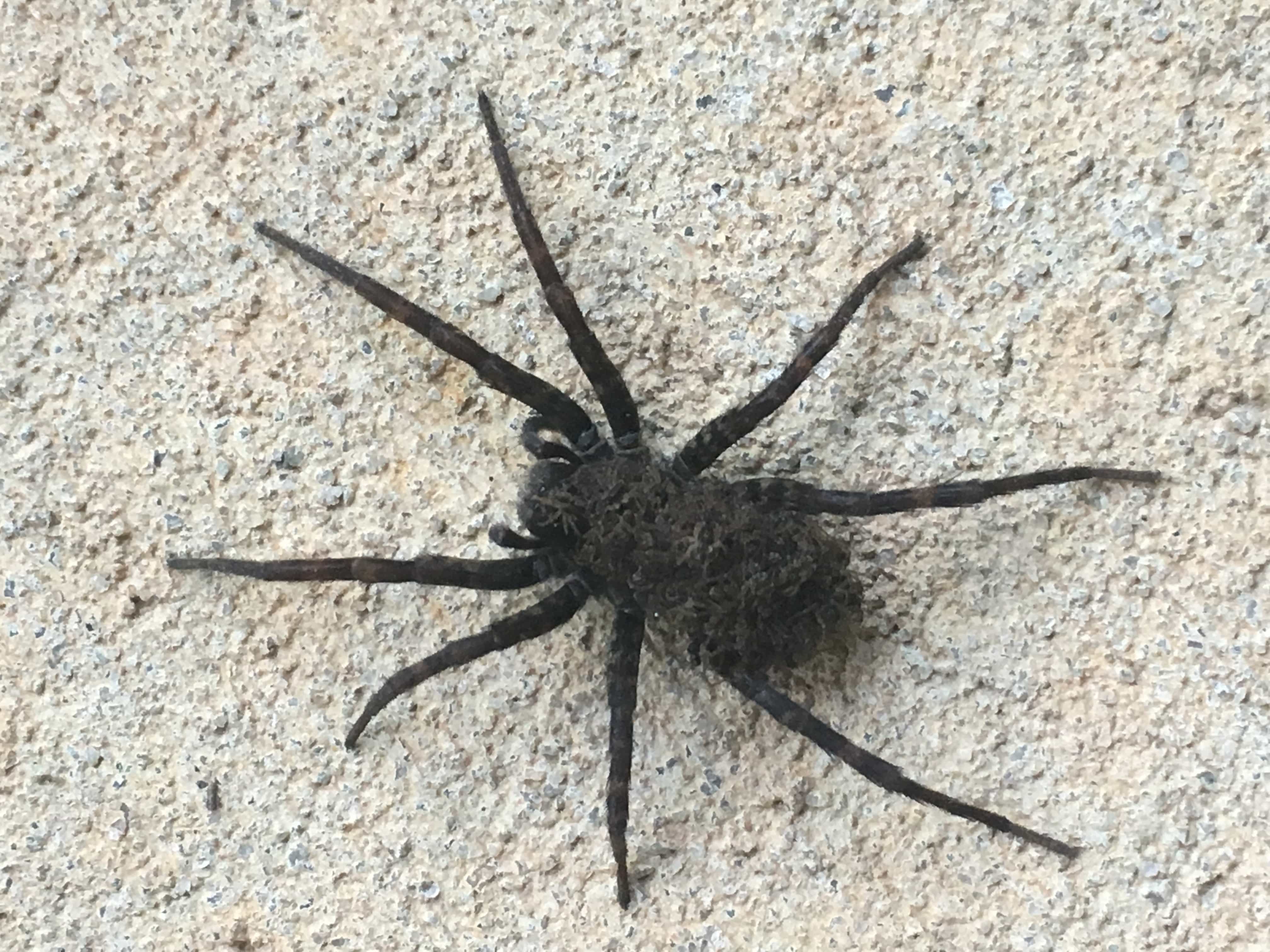 Picture of Tigrosa - Female - Dorsal,Spiderlings