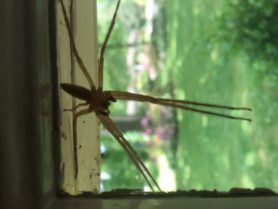 Picture of Pisaurina mira (Nursery Web Spider) - Male - Ventral