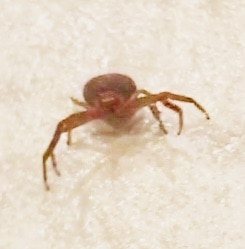 Picture of Xysticus spp. (Ground Crab Spiders)