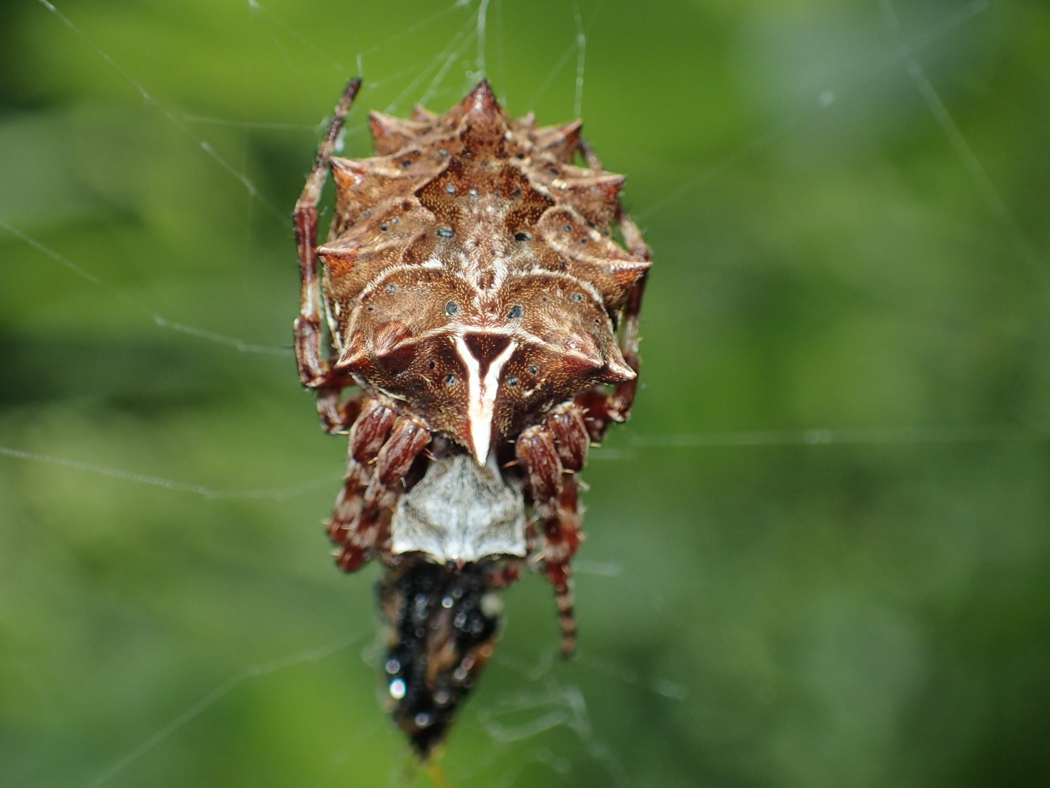 Picture of Acanthepeira stellata (Star-bellied Orb-weaver) - Female - Dorsal,Webs,Prey