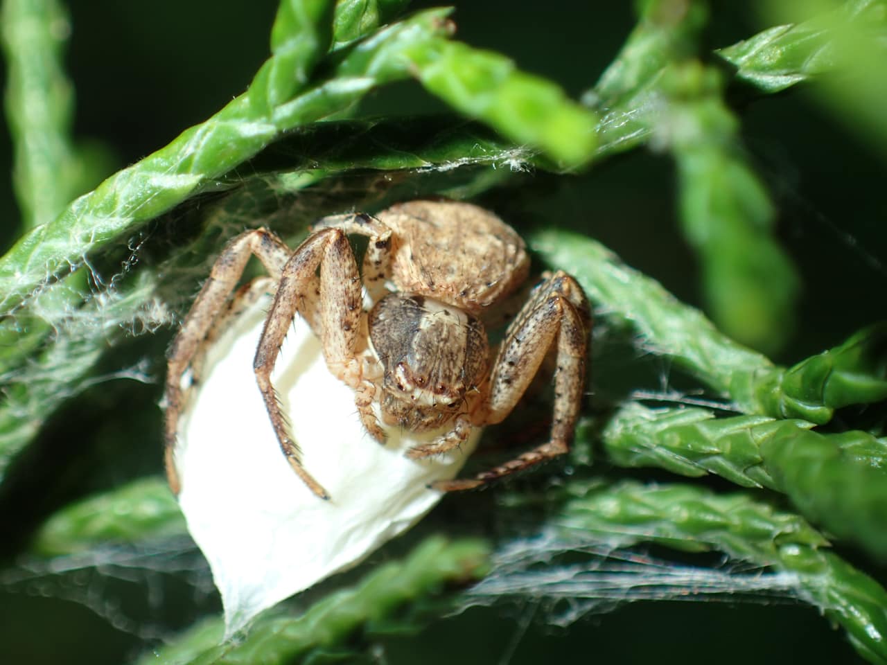 Picture of Xysticus (Ground Crab Spiders) - Female - Dorsal,Egg sacs,Eyes,Webs