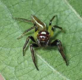 Picture of Colonus sylvanus (Sylvana Jumping Spider) - Male - Dorsal,Eyes