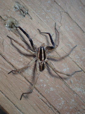 Picture of Rabidosa rabida (Rabid Wolf Spider) - Male - Dorsal