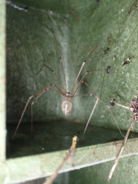 Picture of Pholcus phalangioides (Long-bodied Cellar Spider) - Female - Dorsal,Gravid