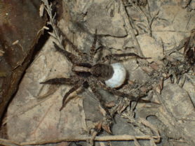 Picture of Schizocosa spp. (Lanceolate Wolf Spiders) - Female - Dorsal,Egg sacs
