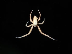 Picture of Uloborus spp. - Male - Dorsal