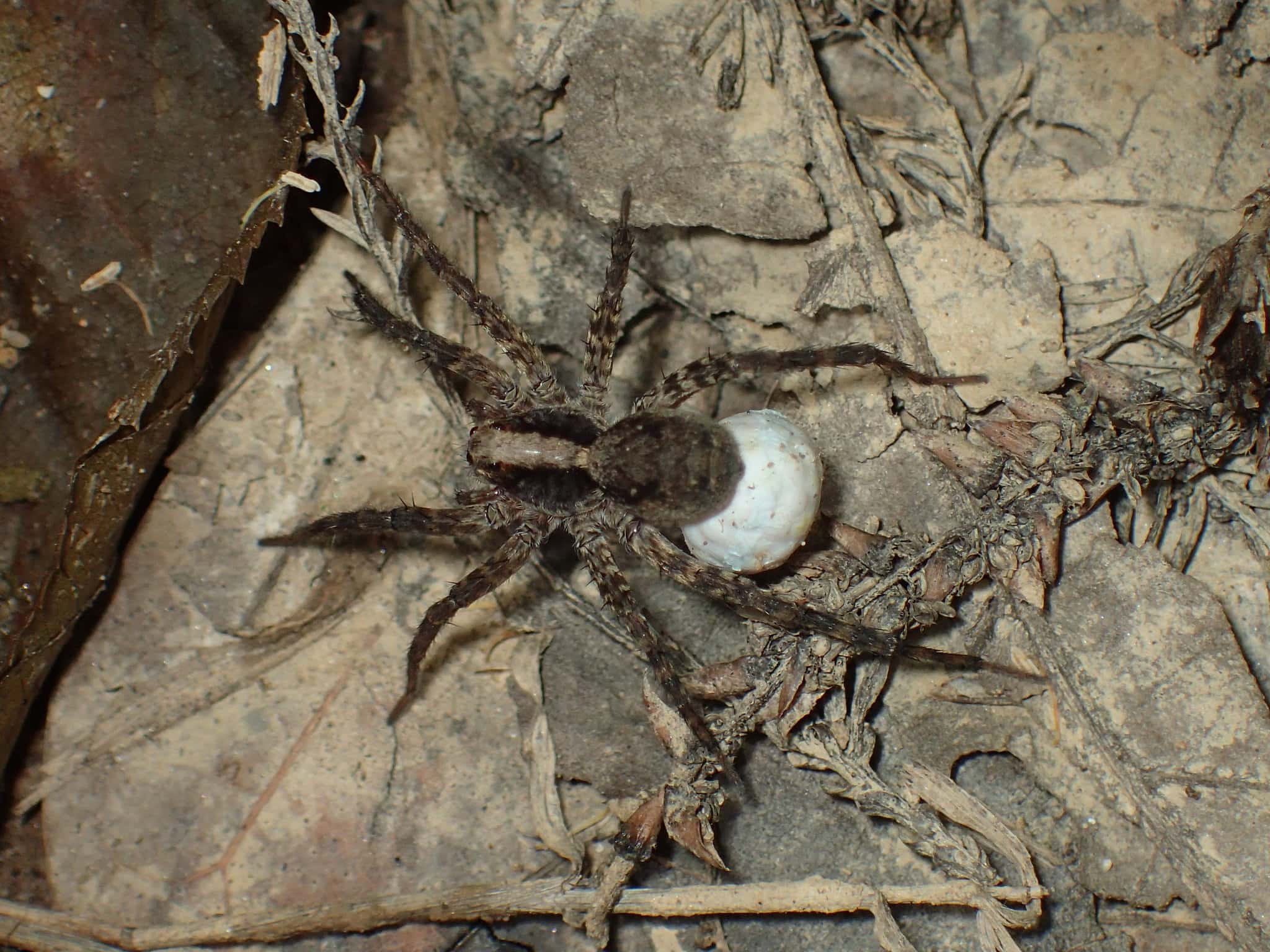 Picture of Schizocosa (Lanceolate Wolf Spiders) - Female - Dorsal,Egg sacs