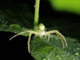Picture of Misumessus oblongus (American Green Crab Spider) - Dorsal,Eyes