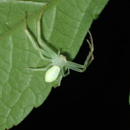 Featured spider picture of Misumessus oblongus (American Green Crab Spider)
