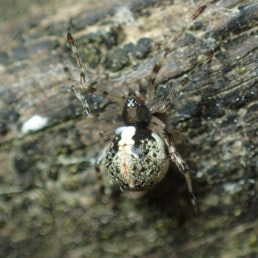 Featured spider picture of Yunohamella lyrica