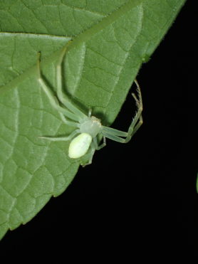 Picture of Misumessus oblongus (American Green Crab Spider) - Dorsal,Eyes