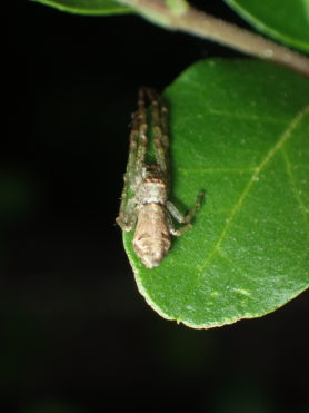 Picture of Tmarus angulatus - Dorsal