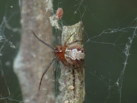 Picture of Theridion spp. - Dorsal