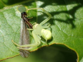 Picture of Misumessus spp. - Female - Dorsal,Eyes,Prey