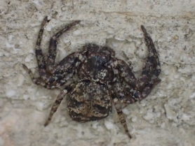 Picture of Bassaniana spp. (Bark Crab Spiders) - Dorsal